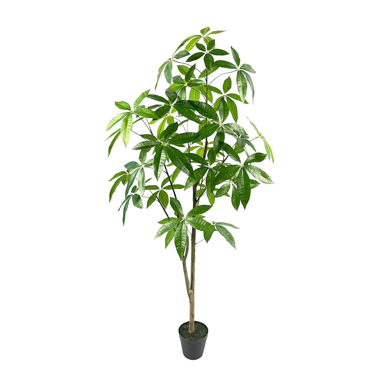 5ft. Potted Green Money Plant Tree by Ashland®
